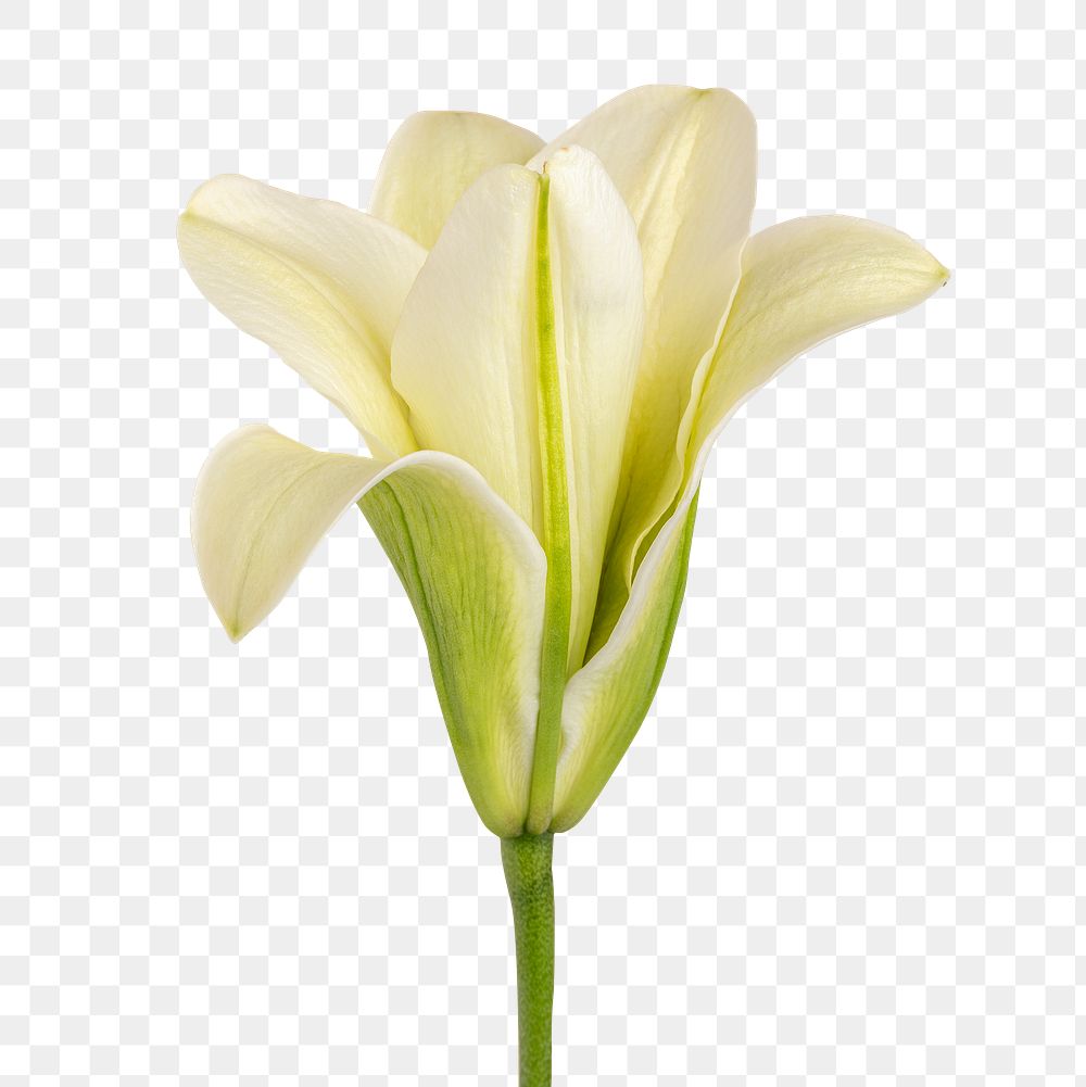 White lily flower transparent png