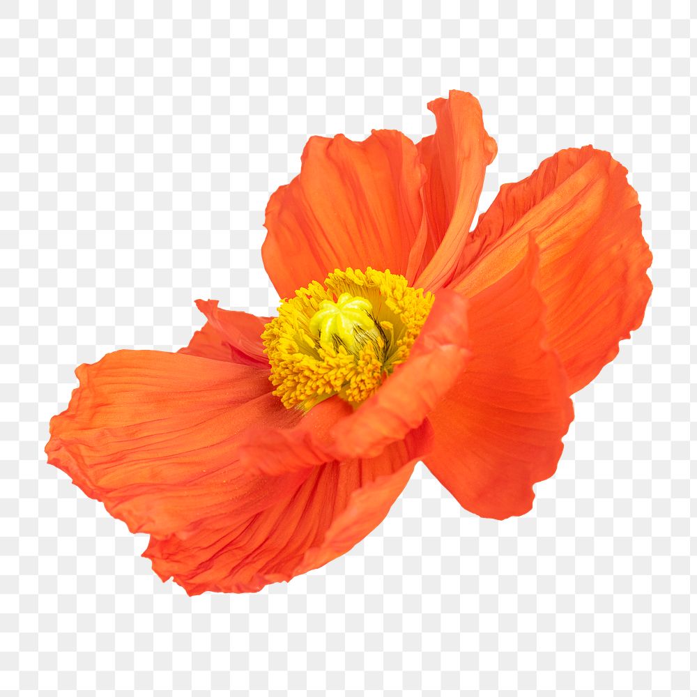 Close up of red poppy flower transparent png