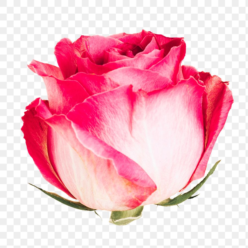 Pink rose flower transparent png