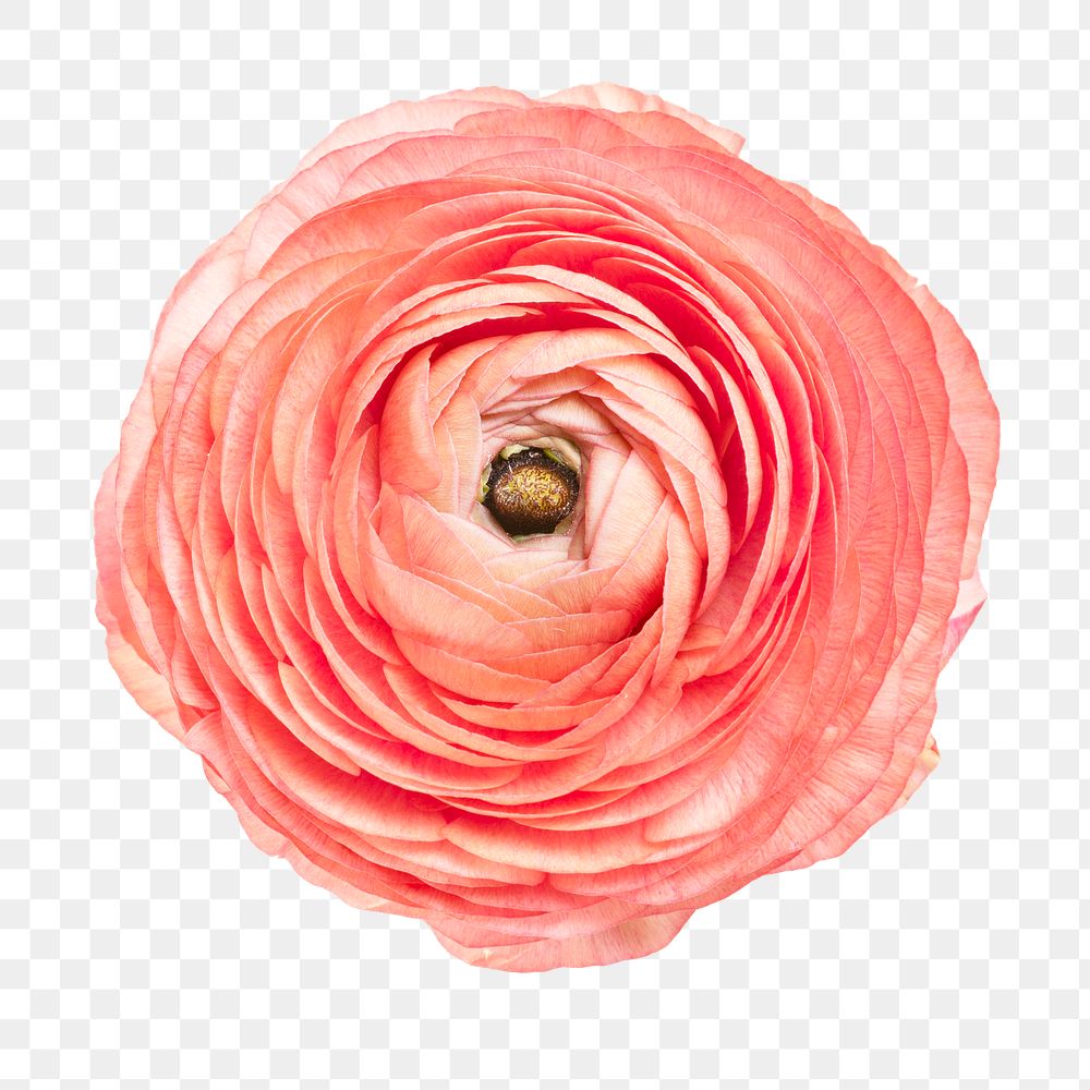 Blooming pink ranunculus flower transparent png 