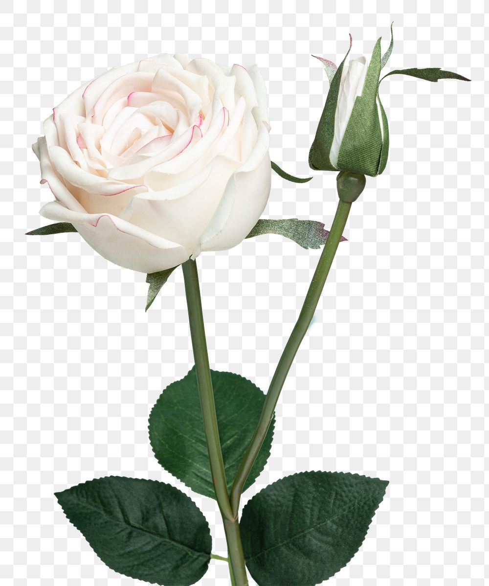 White rose flower transparent png