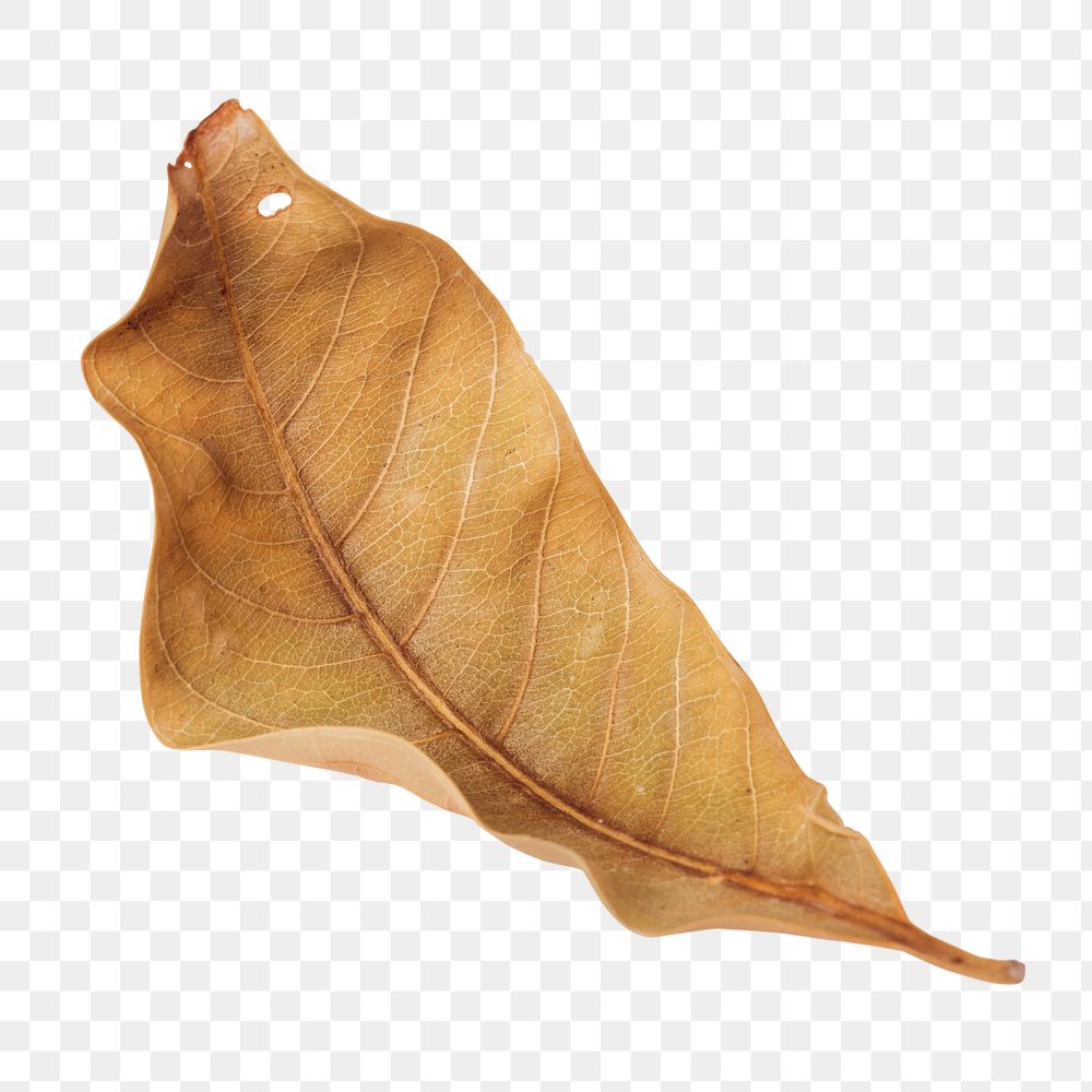 Dried brown leaf design element