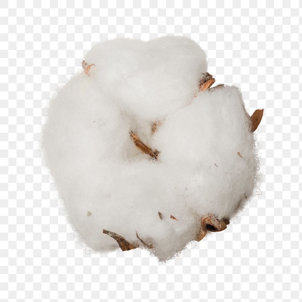 Dried fluffy cotton flower design element