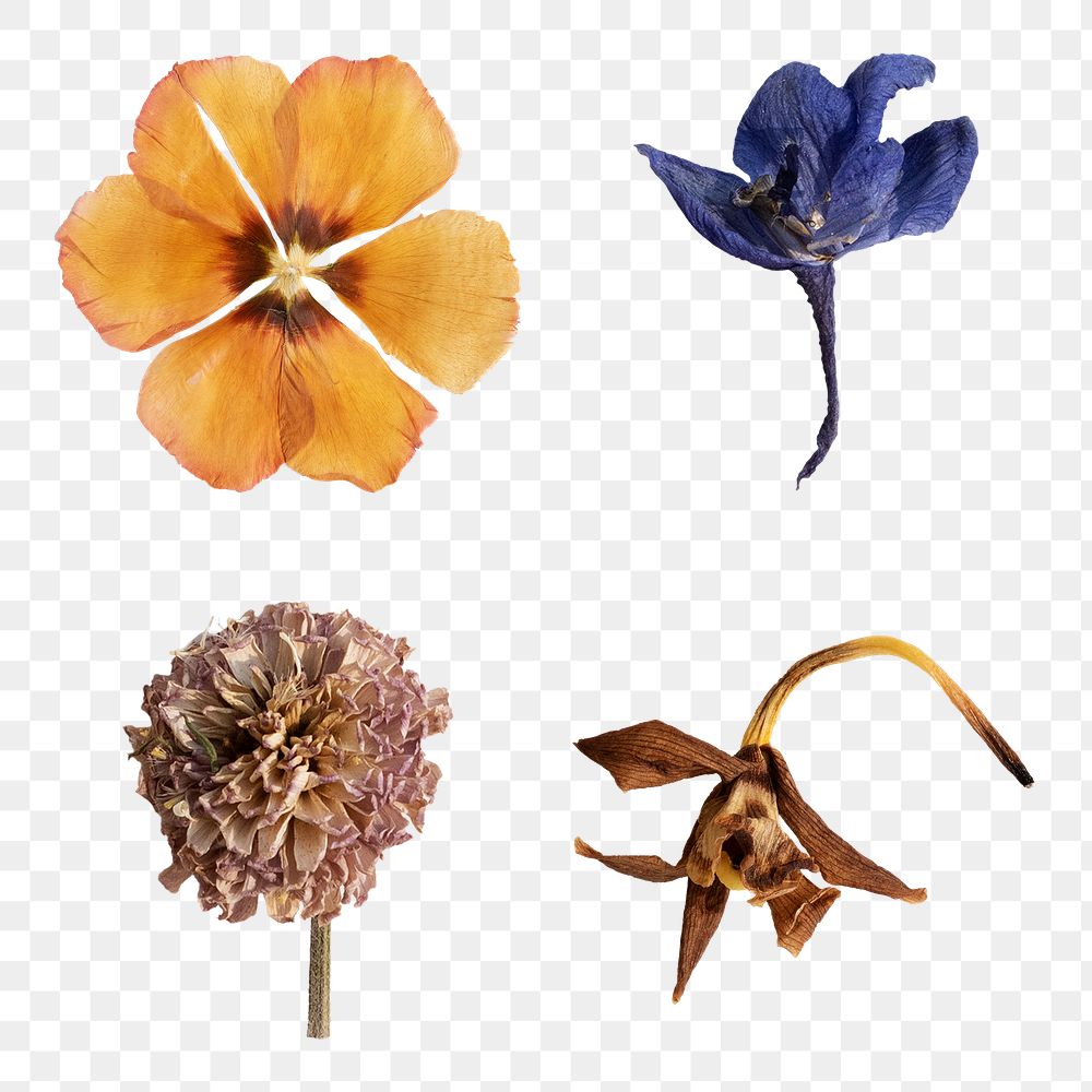 Dried flowers collection design element