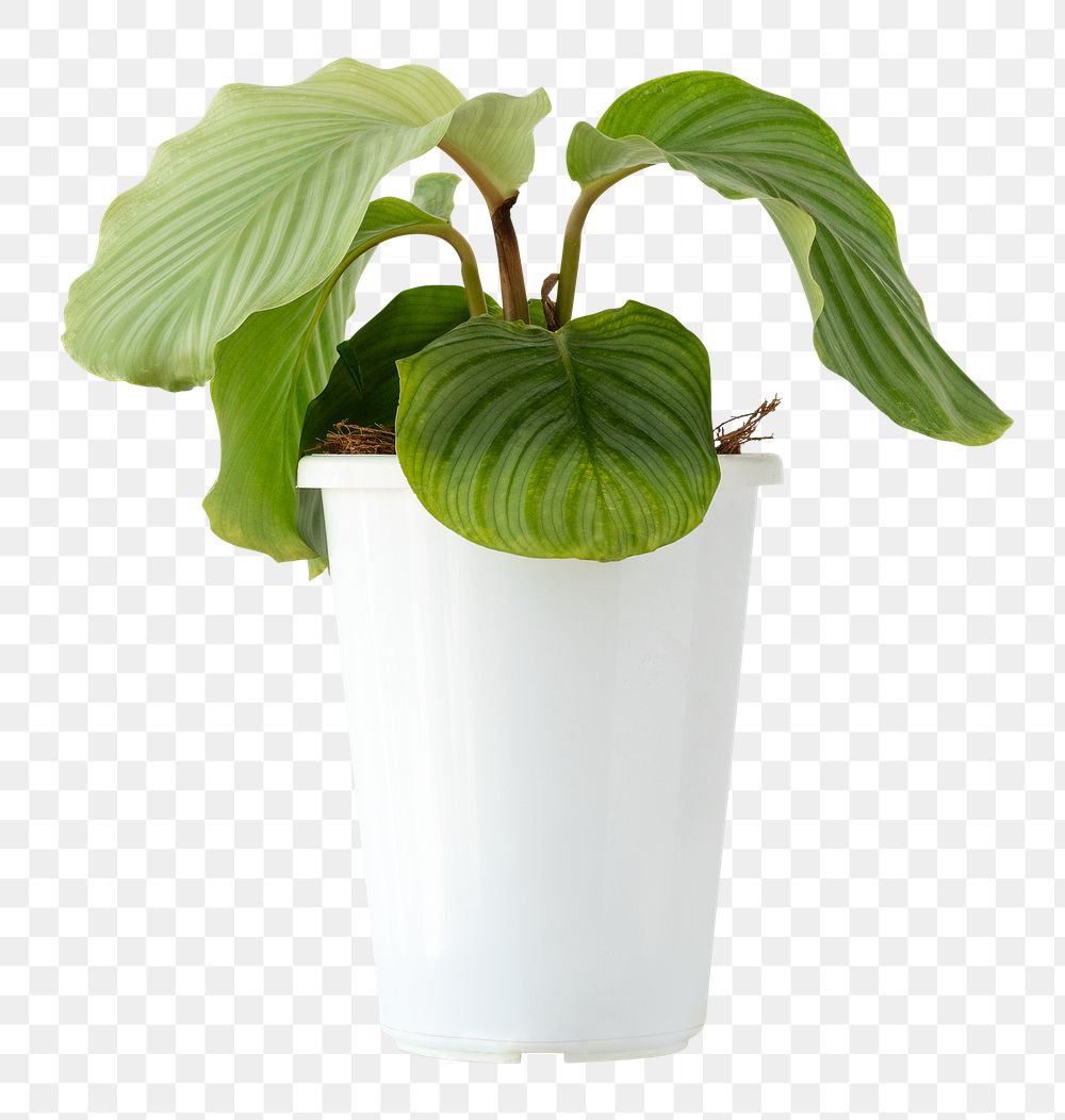 Calathea plant in a white pot design element