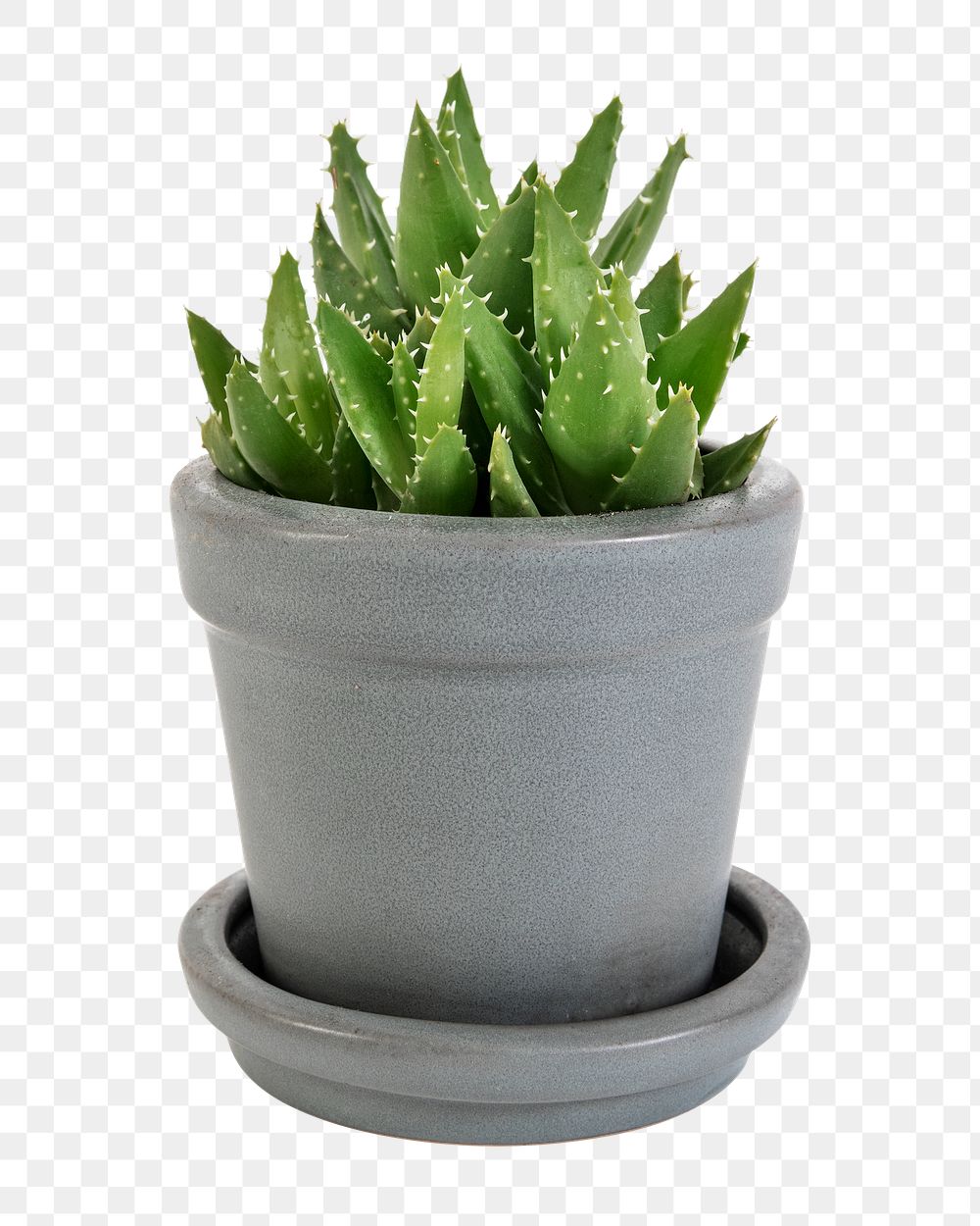 Aloe png mockup in a ceramic pot