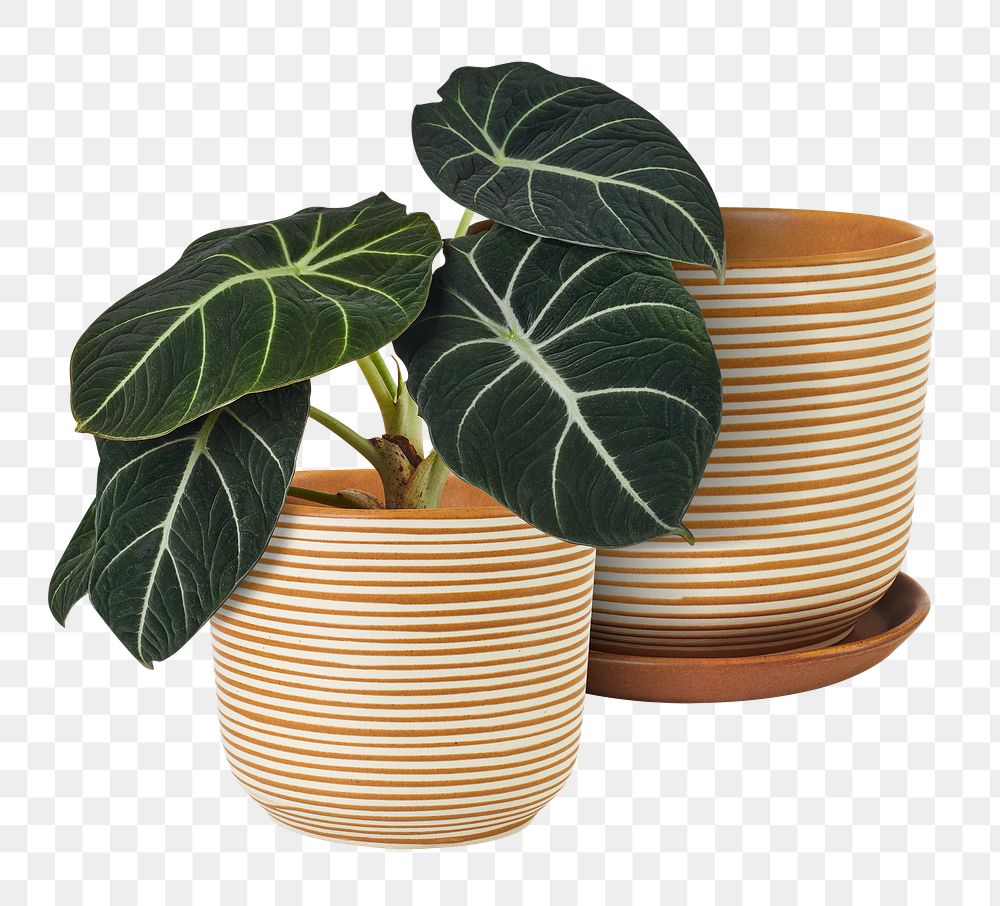 Black velvet alocasia png mockup | Premium PNG Sticker - rawpixel