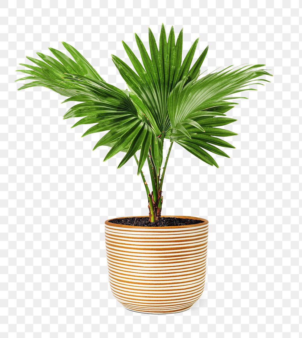 Fan palm png mockup plant