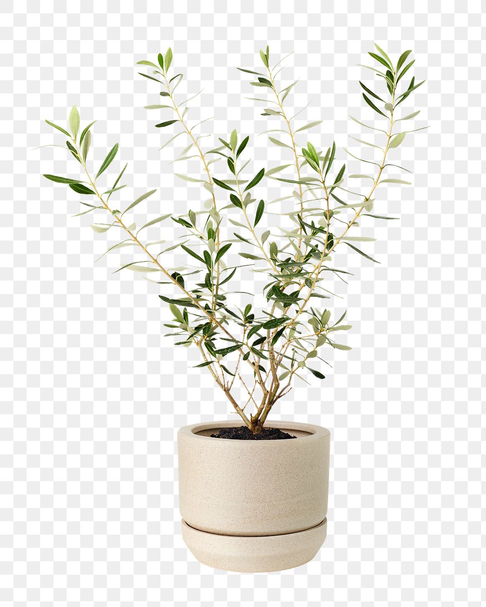 Olive plant png mockup in a ceramic pot