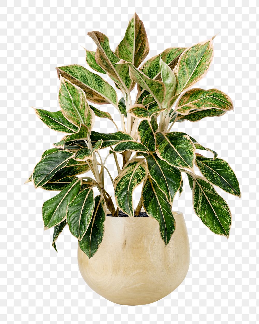 Chinese evergreen png plant mockup