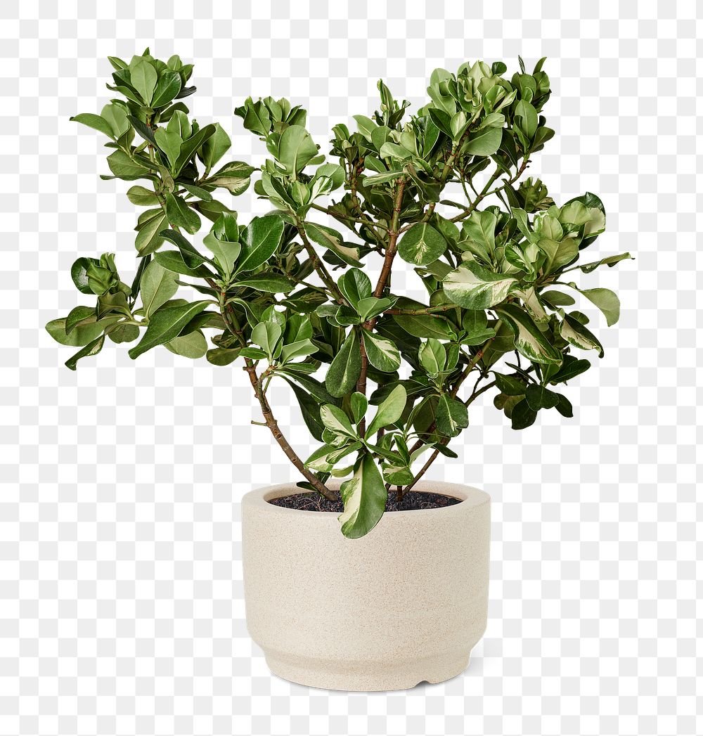 Clusia png plant mockup in a ceramic pot