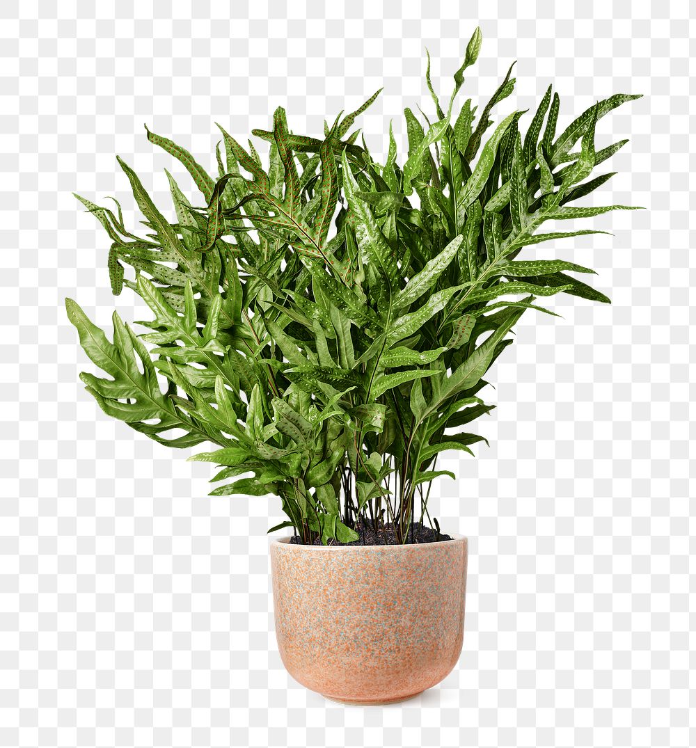 Kangaroo paw fern png mockup plant