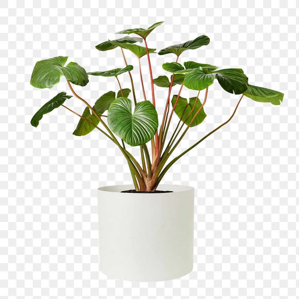 Philodendron melanoneuron png mockup in a ceramic pot