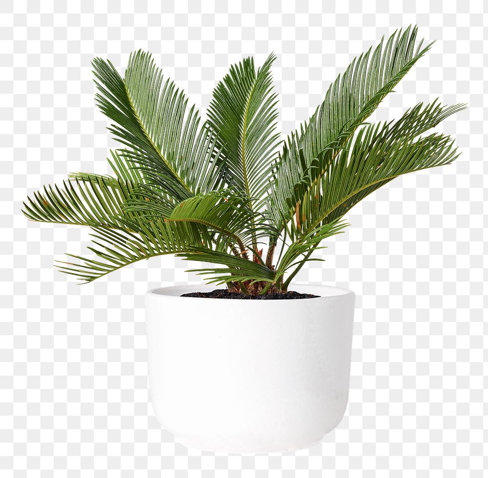 Sago palm png mockup plant