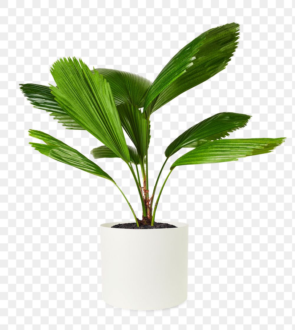 Ruffled fan palm png mockup