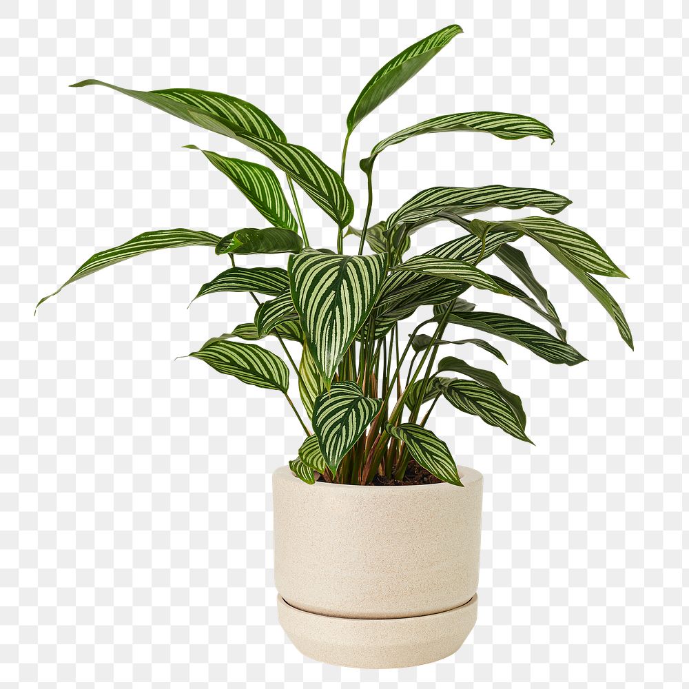 Calathea vittata png mockup in a ceramic pot