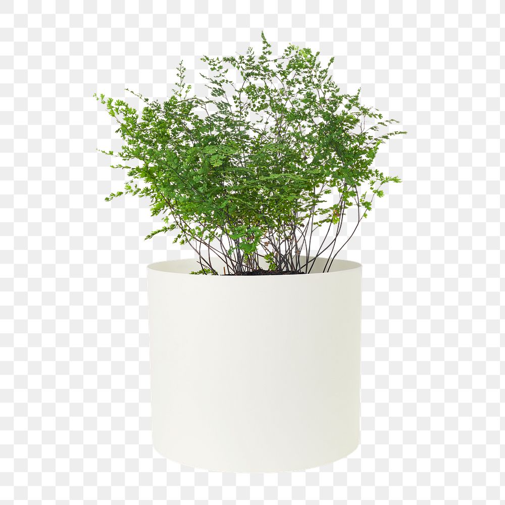 Maidenhair fern png mockup plant