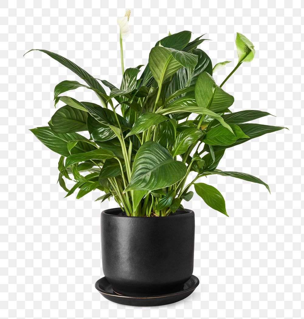 Peace lily png mockup in a ceramic pot