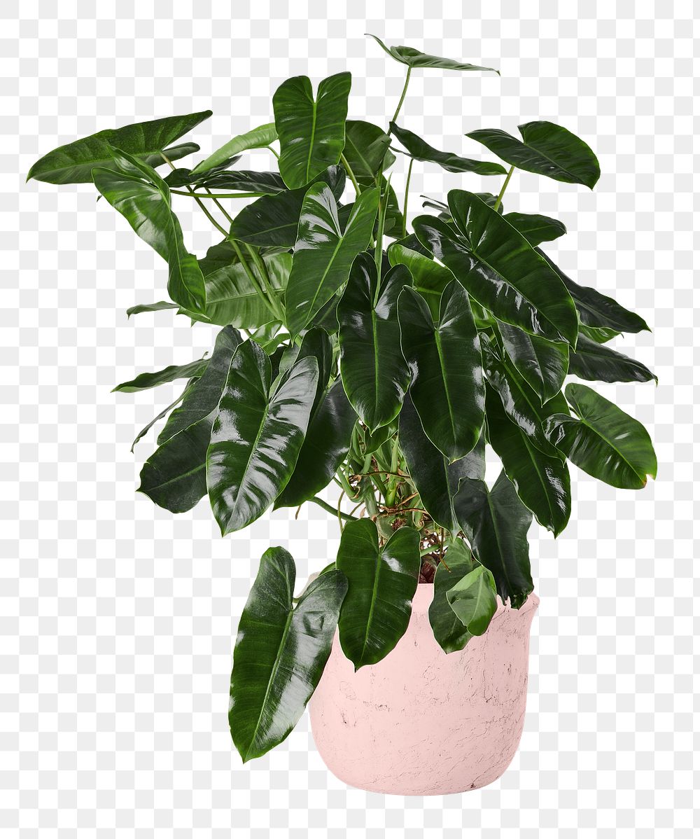 Philodendron burle marx png mockup in a ceramic pot