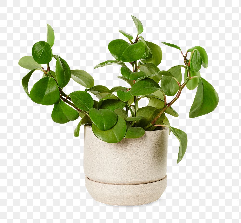 Baby rubber plant png mockup