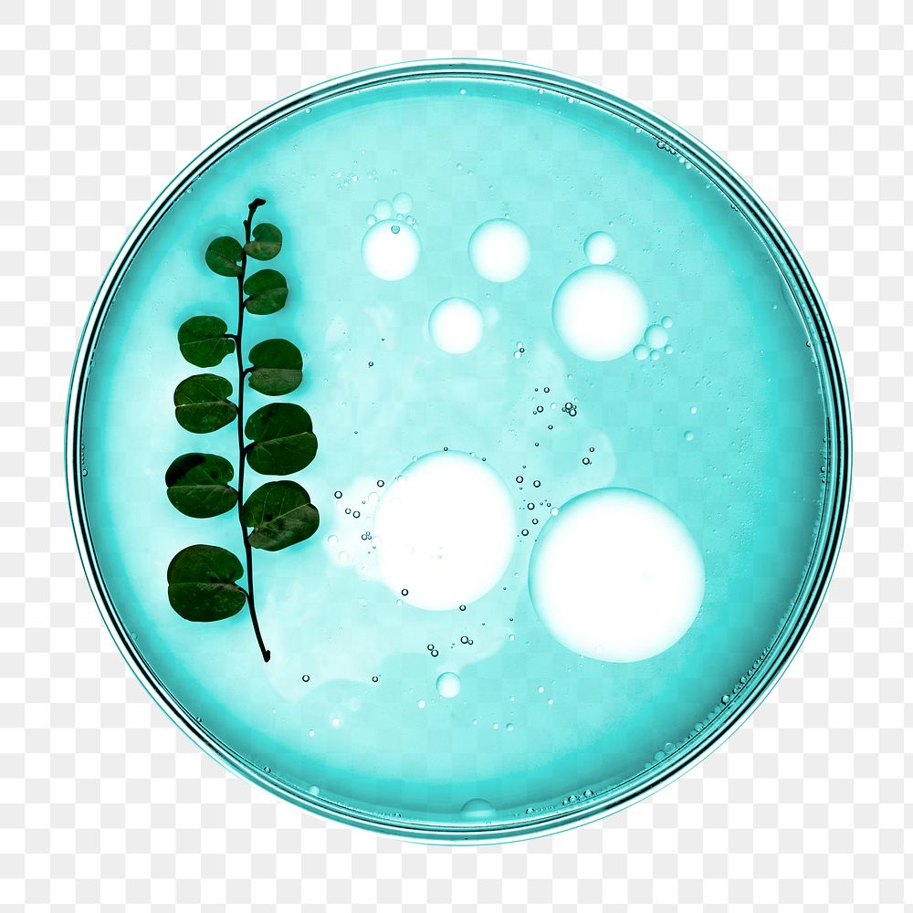 PNG leaf in petri dish natural product