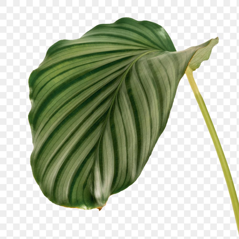 Calathea Orbifolia leaf design element
