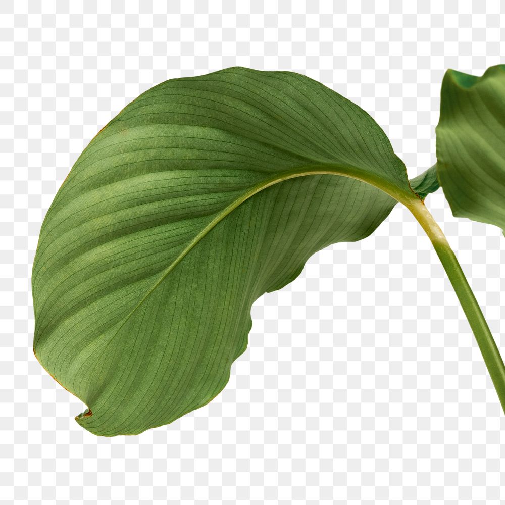 Calathea Orbifolia leaf design element