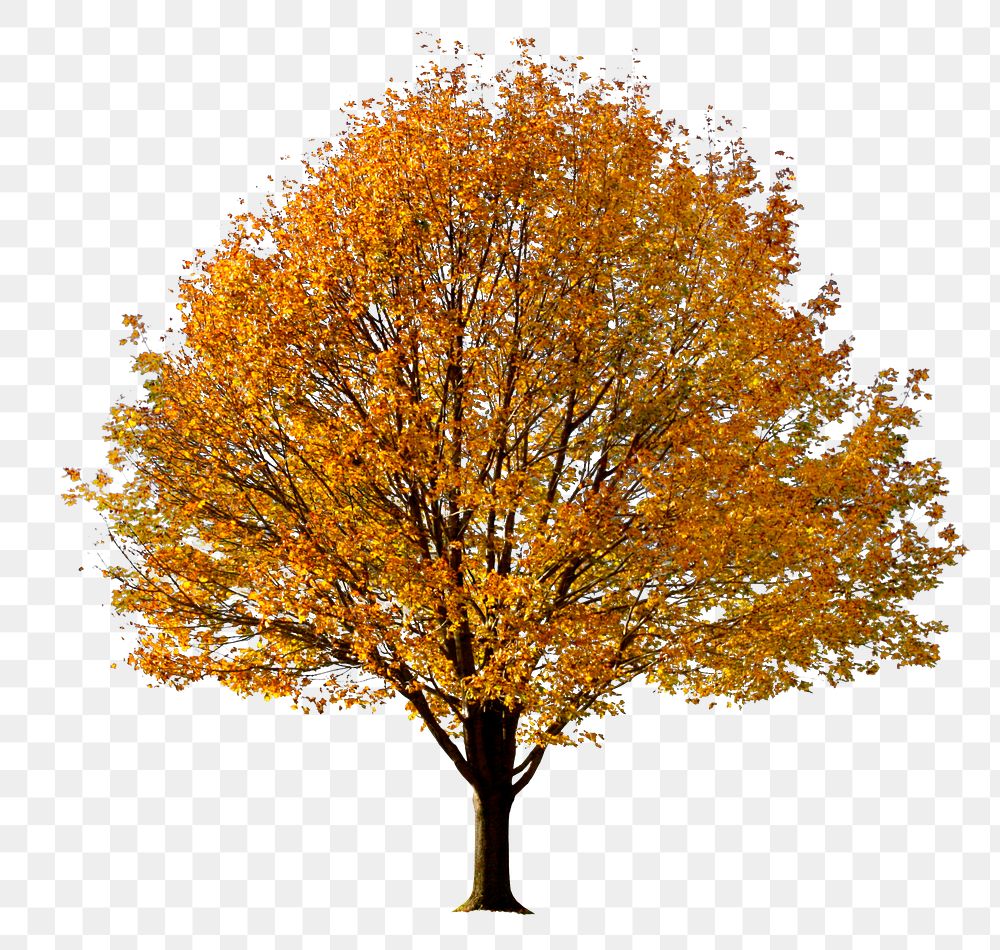 Autumn tree png, nature sticker