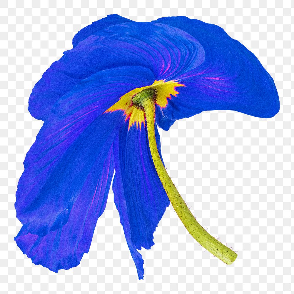 Poppy PNG flower sticker, blue trippy psychedelic art