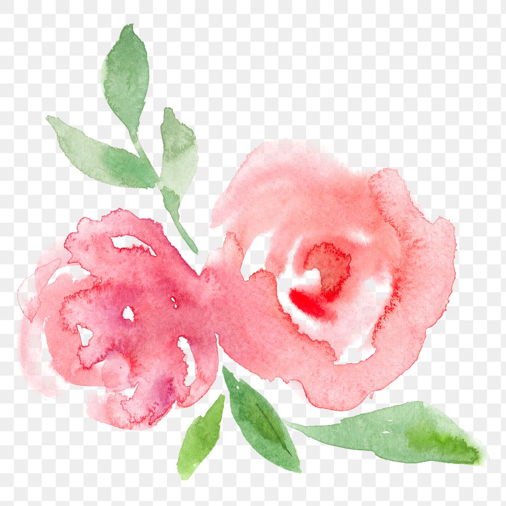Pink png rose flower watercolor spring seasonal graphic