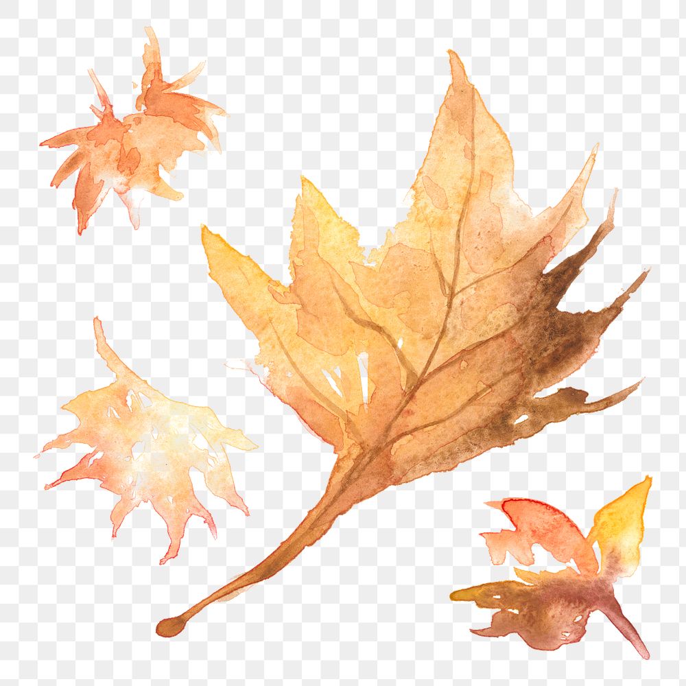 Maple png leaf autumn watercolor in orange seasonal graphic