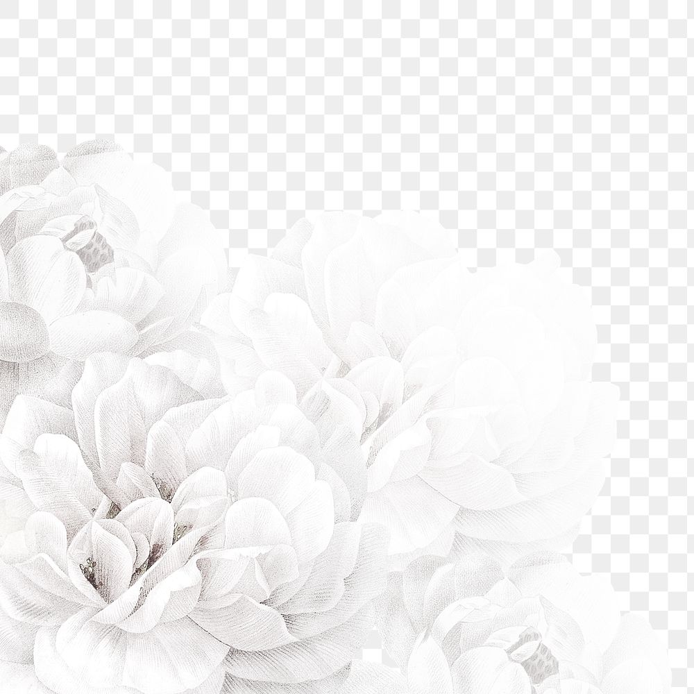 Png flower frame, white wedding border, remixed from vintage public domain images