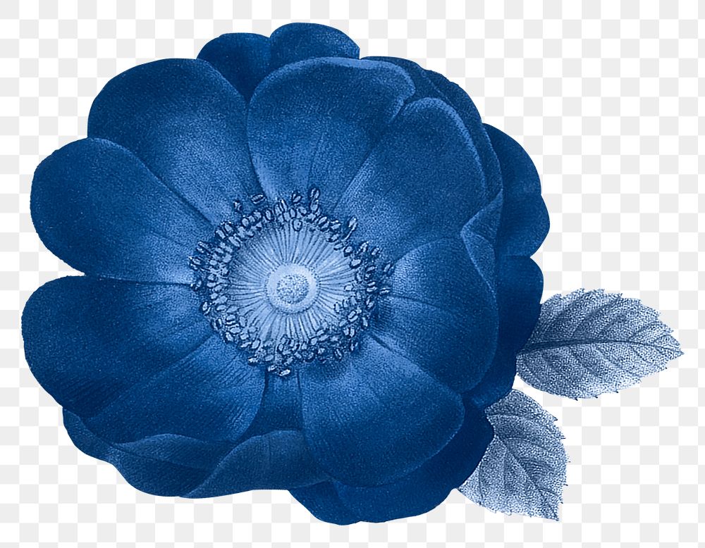 Png flower sticker, blue illustration, remixed from vintage public domain images