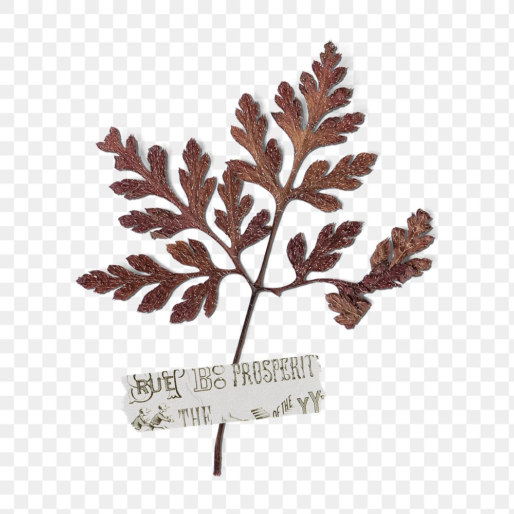 Brown leaf png clipart, Autumn aesthetic on transparent background