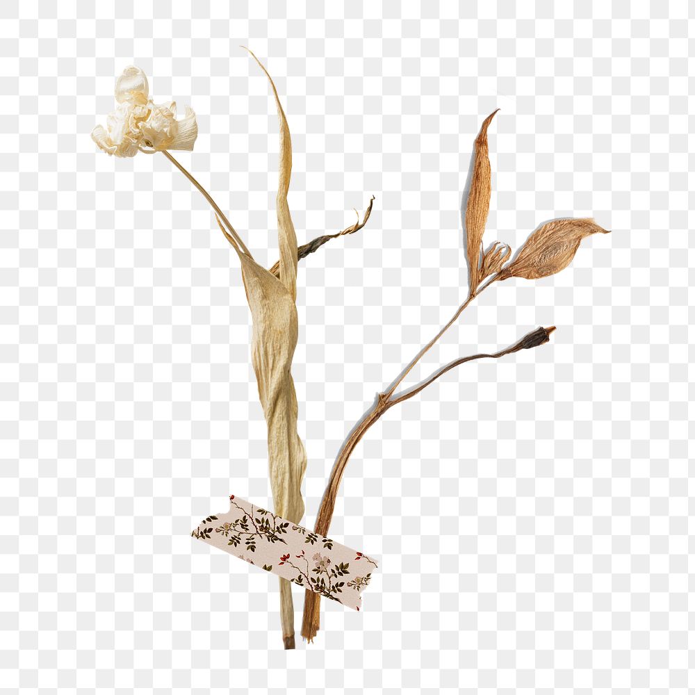 Dried flower png clipart, Autumn aesthetic on transparent background