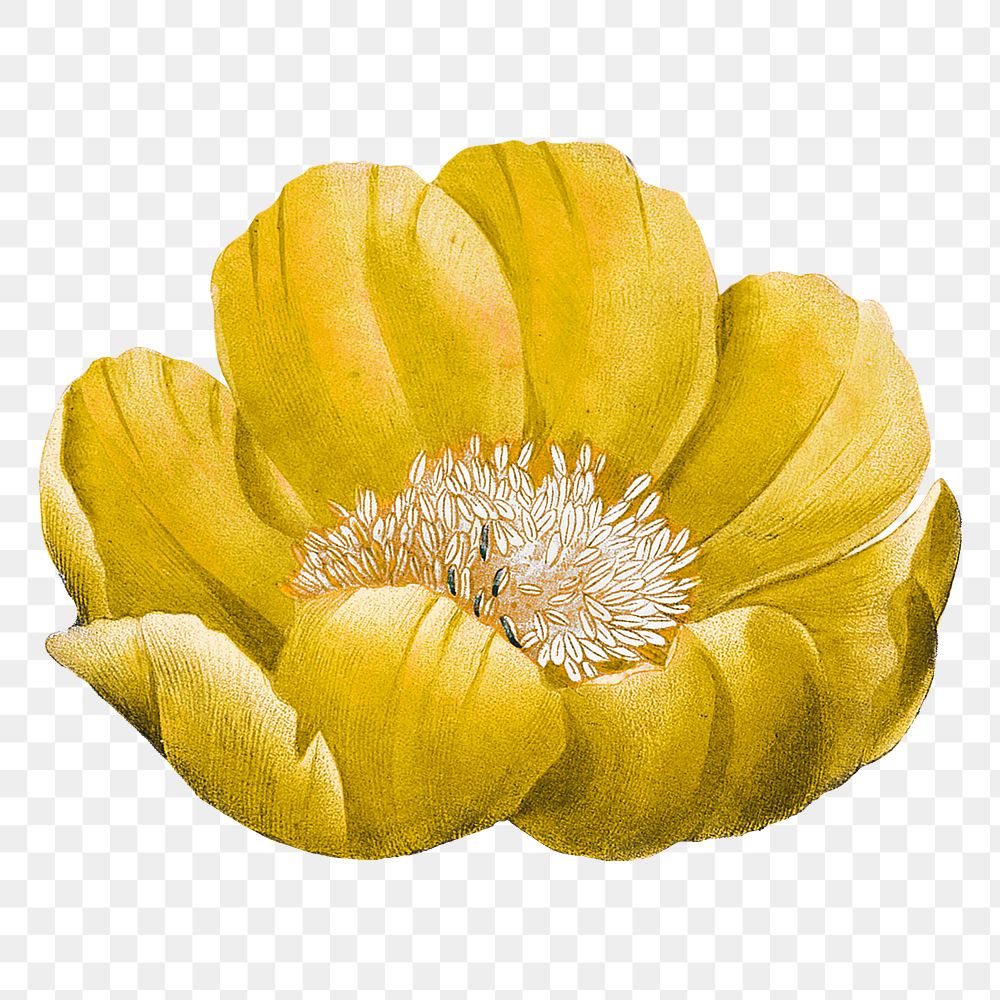 Yellow flower png sticker, transparent background, remixed from original artworks by Pierre Joseph Redout&eacute;