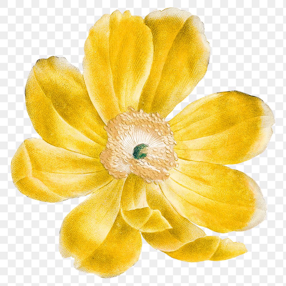 Yellow floral png sticker, transparent background, remixed from original artworks by Pierre Joseph Redouté