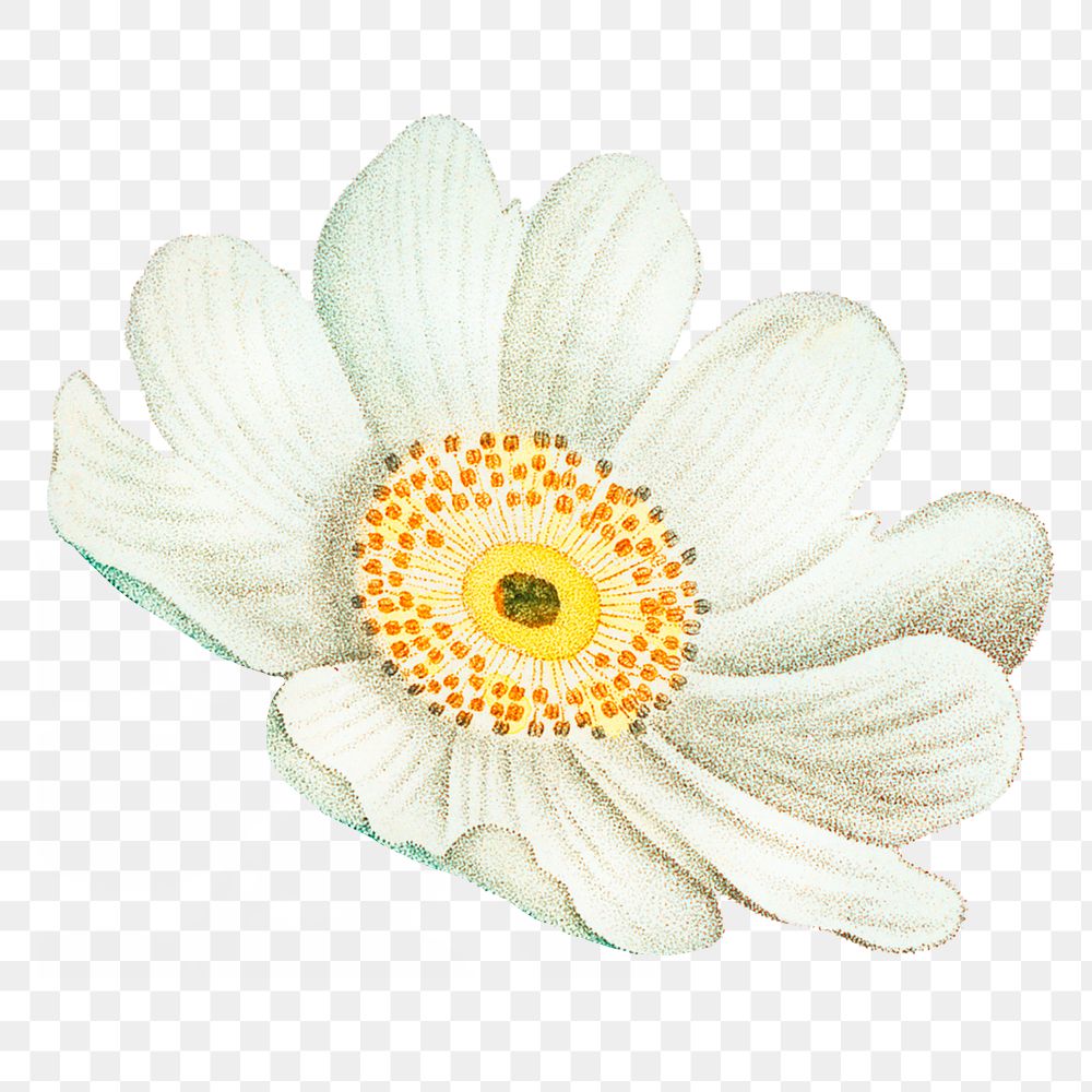 White floral png sticker, transparent background, remixed from original artworks by Pierre Joseph Redouté