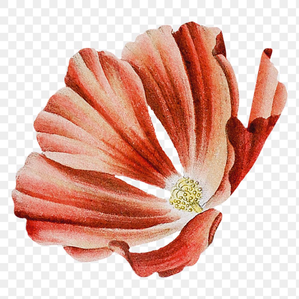 Red floral png sticker, transparent background, remixed from original artworks by Pierre Joseph Redouté