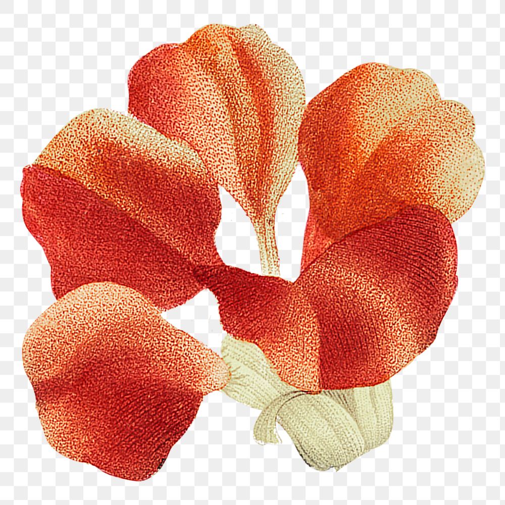 Red floral png sticker, transparent background, remixed from original artworks by Pierre Joseph Redout&eacute;