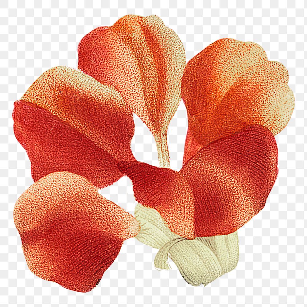 Red floral png sticker, transparent background, remixed from original artworks by Pierre Joseph Redouté