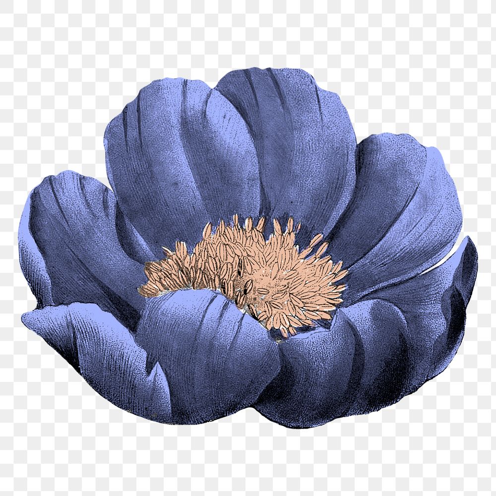 Blue flower png sticker, transparent background, remixed from original artworks by Pierre Joseph Redout&eacute;