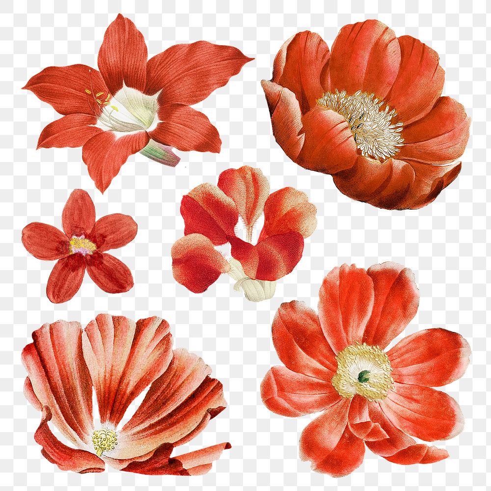 Red flowers png planner stickers, transparent background set, remixed from original artworks by Pierre Joseph Redout&eacute;