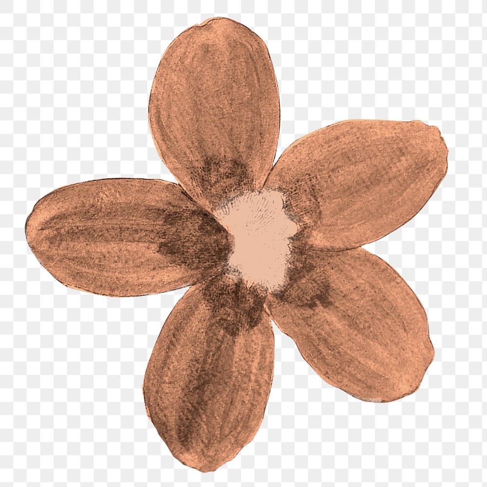 Brown flower png sticker, transparent background, remixed from original artworks by Pierre Joseph Redout&eacute;