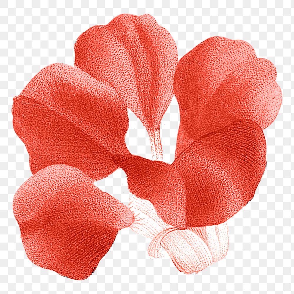 Red flower png sticker, transparent background, remixed from original artworks by Pierre Joseph Redout&eacute;