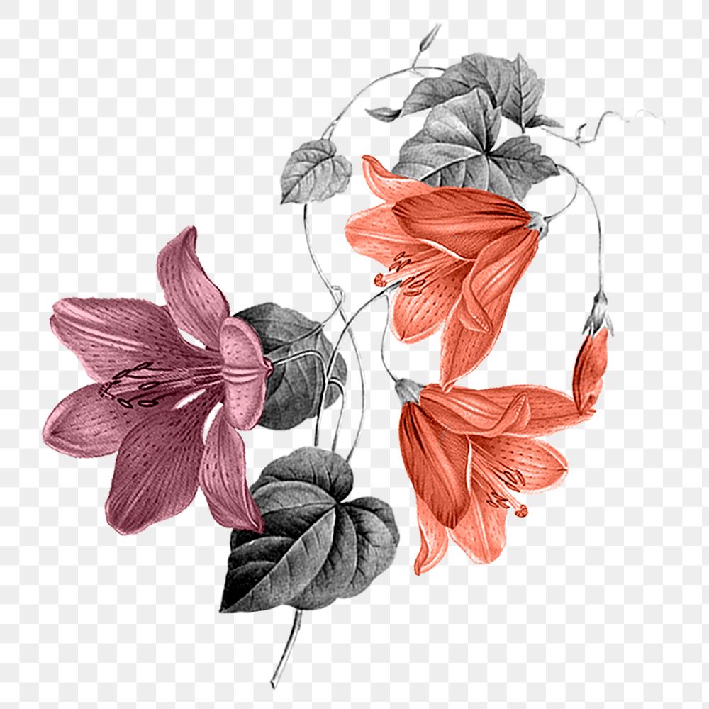 Retro flower png sticker, transparent background, remixed from original artworks by Pierre Joseph Redout&eacute;