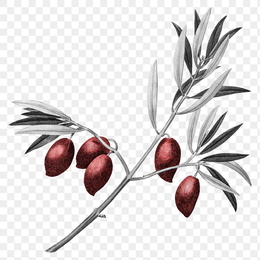 Olive png clipart, grayscale red berry, transparent background, remixed from original artworks by Pierre Joseph…
