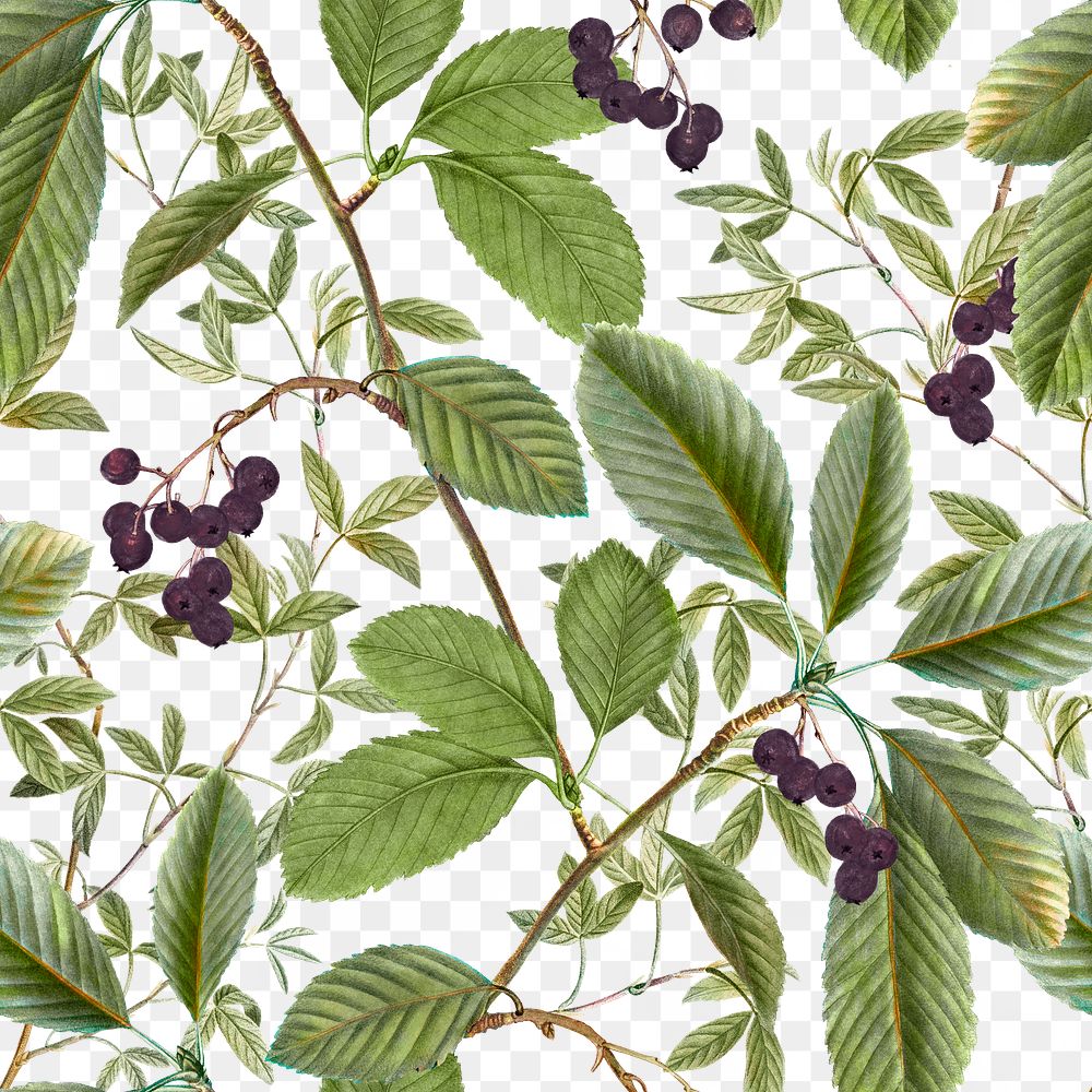 Leaf png seamless pattern, transparent background, remix from the artworks of Pierre Joseph Redouté