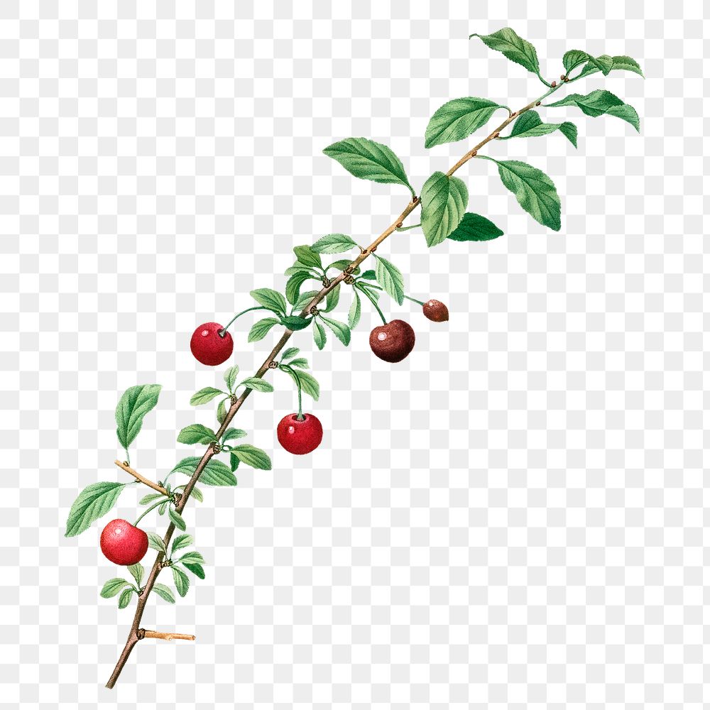 Cherry branch png clipart, transparent background, remixed from original artworks by Pierre Joseph Redouté