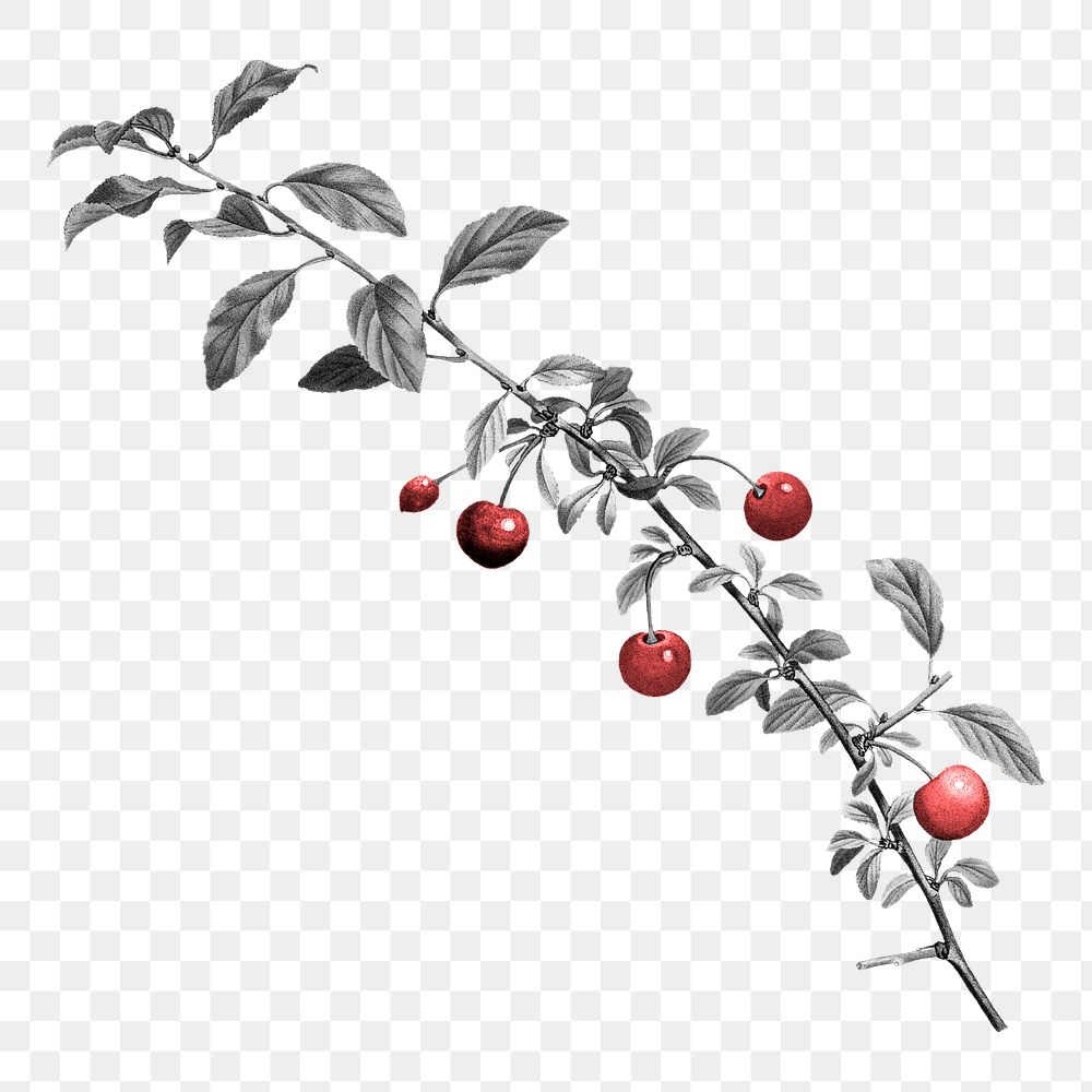 Cherry branch png clipart, transparent background, remixed from original artworks by Pierre Joseph Redout&eacute; 